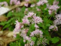 Fluffy pink flowers and rich green ferny foliage